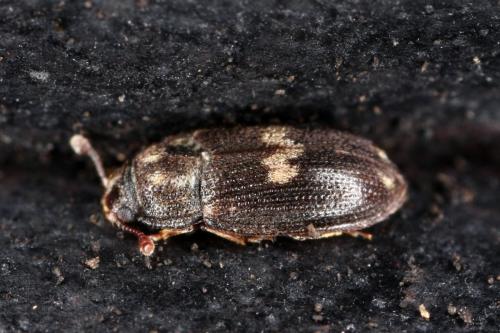 Réf. 297 674 : Biphyllus lunatus
